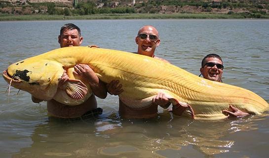 International Fishing News: SPAIN: huge albino wels catfish