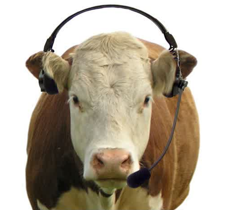 Kalau ada yang mengatakan belajar sambil mendengarkan alunan musik akan menambah efektifit Sapi Akan Memroduksi Lebih Banyak Susu Jika di Dekatkan Dengan?