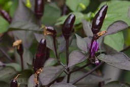 Cabe Black Royal, cabe hitam yang cantik