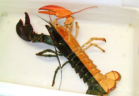 Two-colored lobster, rare lobster