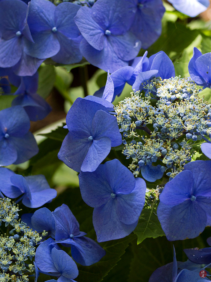 From The Garden Of Zen Ajisai Hydrangea Flowers In Meigetsu In