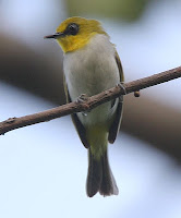 Gambar Burung Pleci Makasar