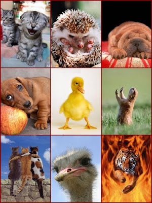 Animals Wallpapers Free Download. 200 Amazing Animal Wallpapers