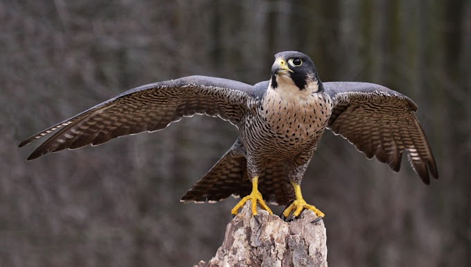 50 especies de aves migratorias cruzan el Valle de Aburrá cada año 