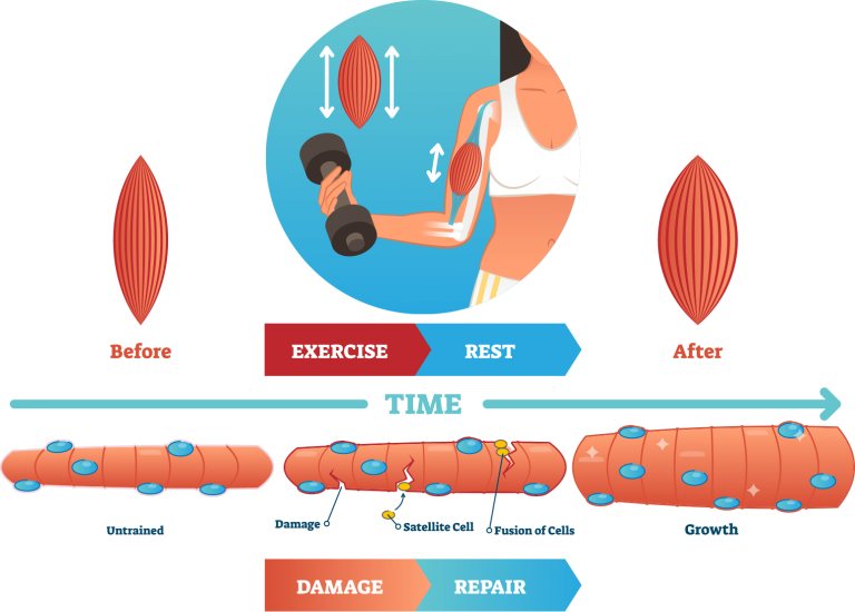 ADAPTACIONES NEUROMUSCULARES (3ªPARTE):  CRECIMIENTO DE MIOFIBRILLAS E HIPERPLASIA