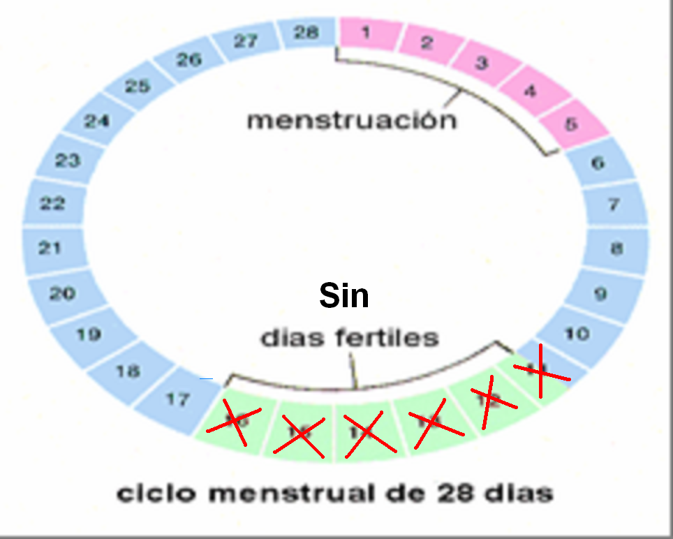 tabla de dias de fertilidad de la mujer