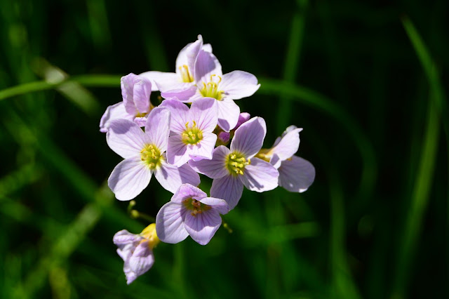 Cardamine pratensis