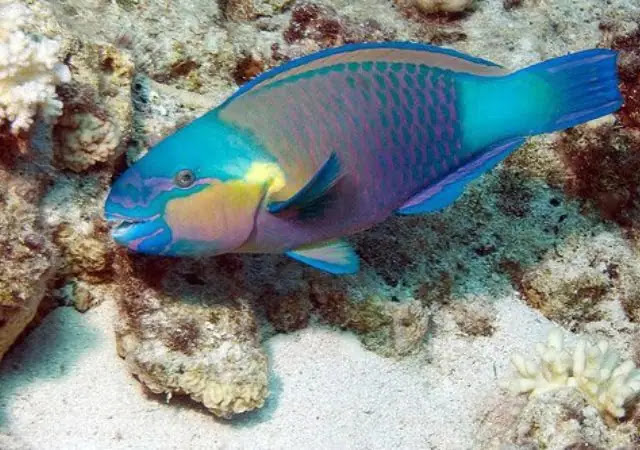 The 11 Most Unique Fish in the World