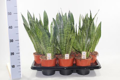 Sansevieria Zeylanica