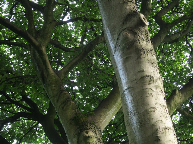 Trunks of the right hand sycamore (?) tree. August 7th 2020.