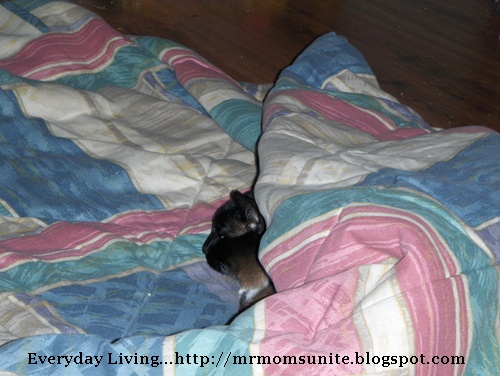 photo of Koko sleeping under a blanket