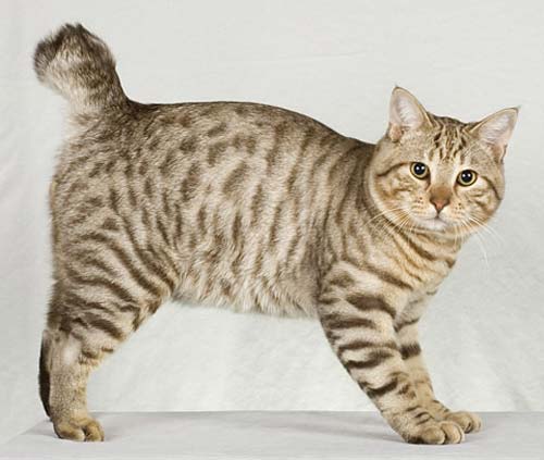 American Bobtail Shorthair