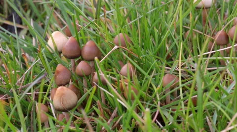 Psilocybin mushrooms, commonly known as magic mushrooms, mushrooms or shrooms, are a polyphyletic, informal group of fungi that contain psilocybin which turns into psilocin upon ingestion.