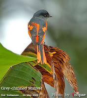 burung sepah atau mantenan