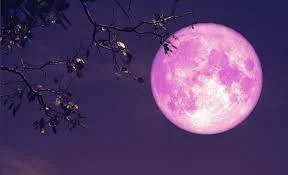 গোলাপি চাঁদ ফটো - গোলাপি চাঁদ ছবি - গোলাপি চাঁদ পিকচার  - গোলাপি চাঁদ ফটো -pink moon pic - insightflowblog.com - Image no 7