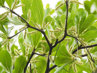 小葉欖仁的花