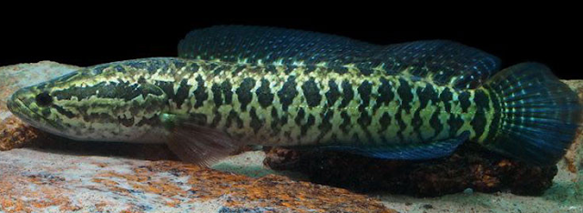 10 jenis ikan channa termahal Channa Argus