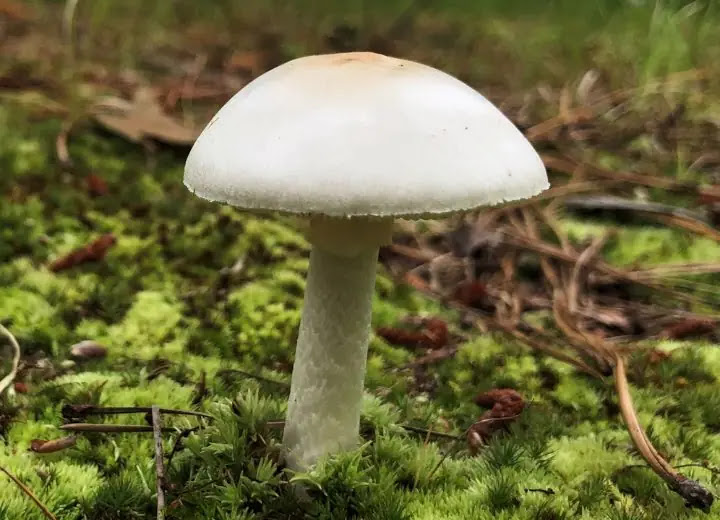 Top 10 Deadly Mushrooms | Check Once Before Eating a Mushroom
