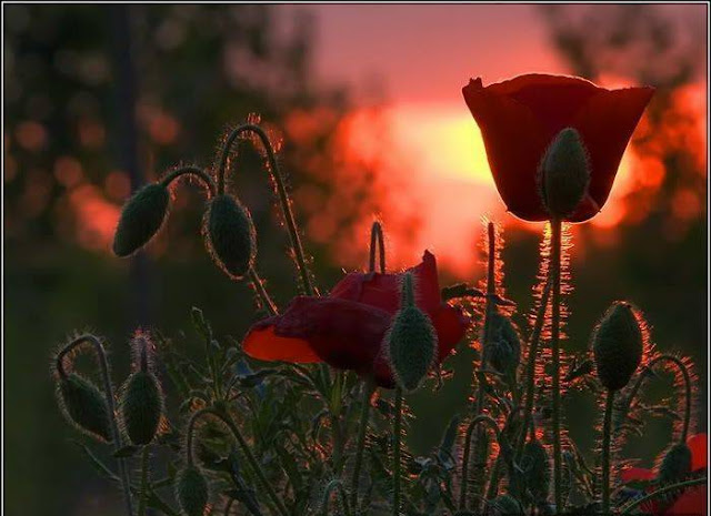 Hairy Flowers