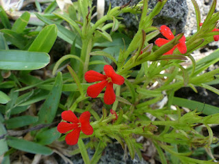 Goutte de sang - Striga asiatica - Herbe du riz - Herbe du feu