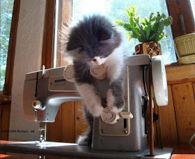 funny cat pictures, kitten and sewing machine