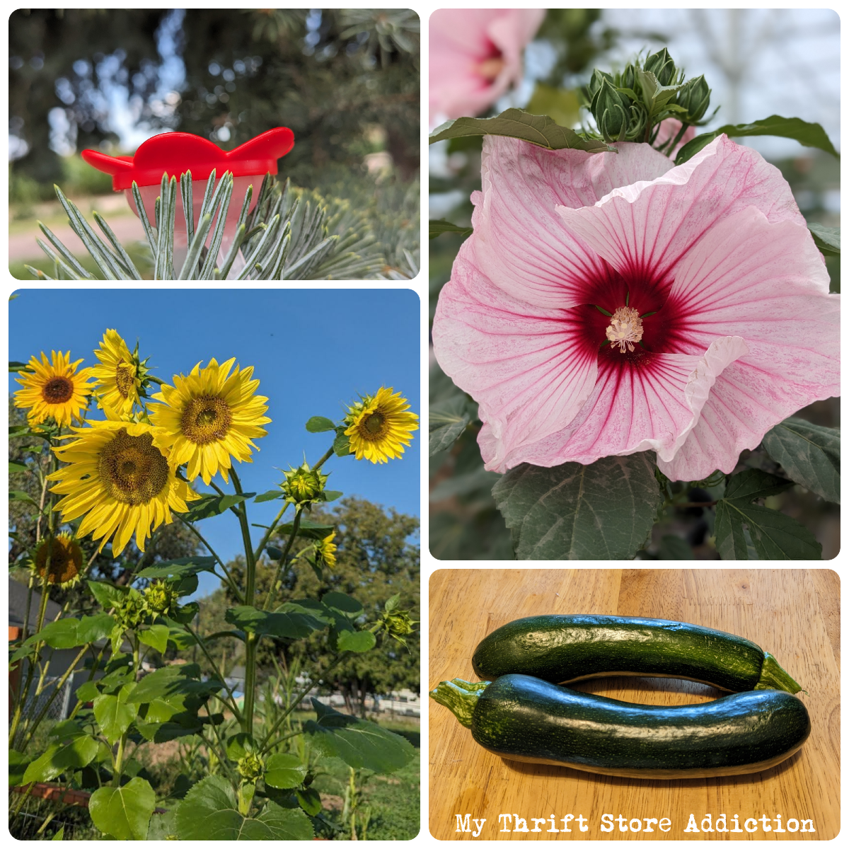 Colorado visit and CSU flower garden trial highlights