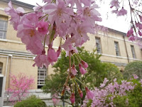 八重のしだれ桜。