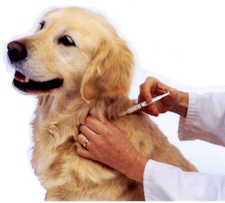 Dog Vaccination Information