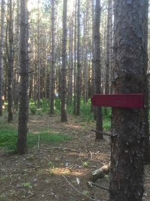 BlueberryPondCampground-1-2015-07-24-21-45.jpg