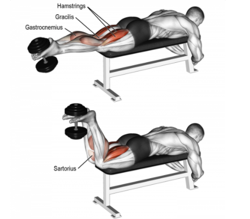 dumbell leg curl