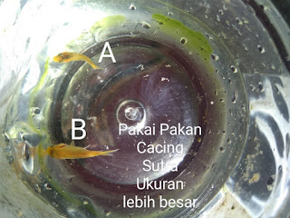 Foto benih ikan mas yang makan cacing sutra