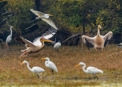 Nandur Madhmeshwar Bird Sanctuary (Nashik)