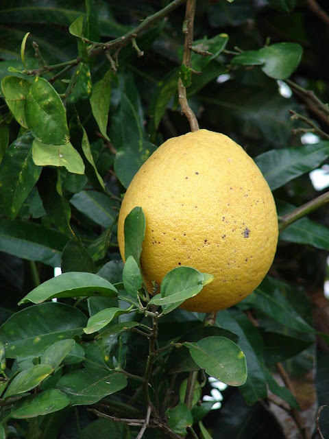 Quả Bưởi - Citrus maxima - Nguyên liệu làm thuốc Chữa Cảm Sốt