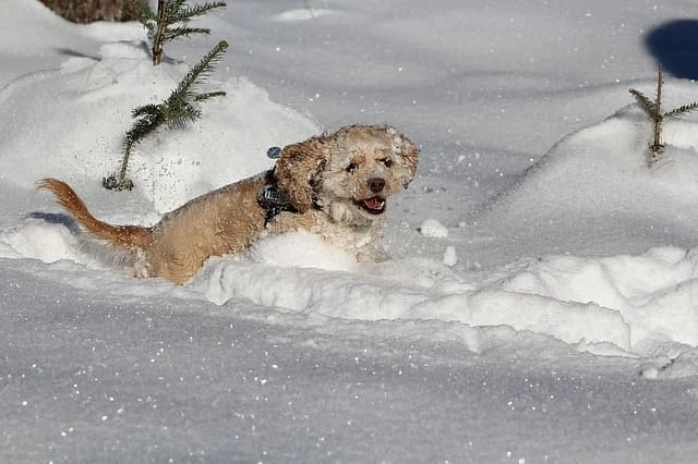 american cocker spaniel