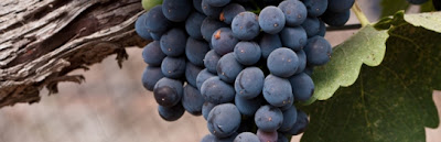 Shiraz grape