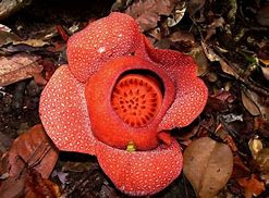 Amazing Indonesia’s National Flower