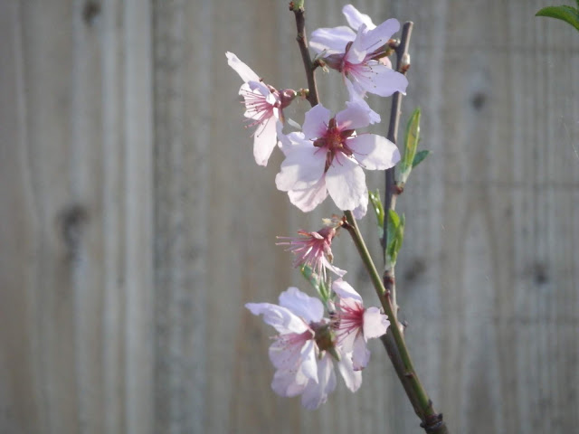 Diary of a Permaculture(ish) garden, April and May 2018. By UK garden blogger secondhandsusie.blogspot.com #ukgarden #suburbangarden #suburbanpermaculture #permaculturegarden #organicgarden #gardenblogger