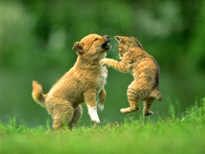 Cute Dog And Cat Playing Together