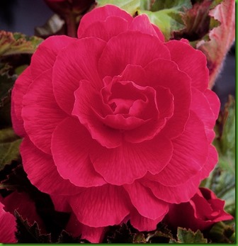 Begonia Dobrada Rosa Begonia Dobrada Rosa