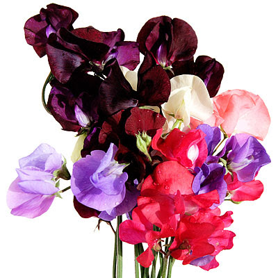 Sweet Pea Flowers