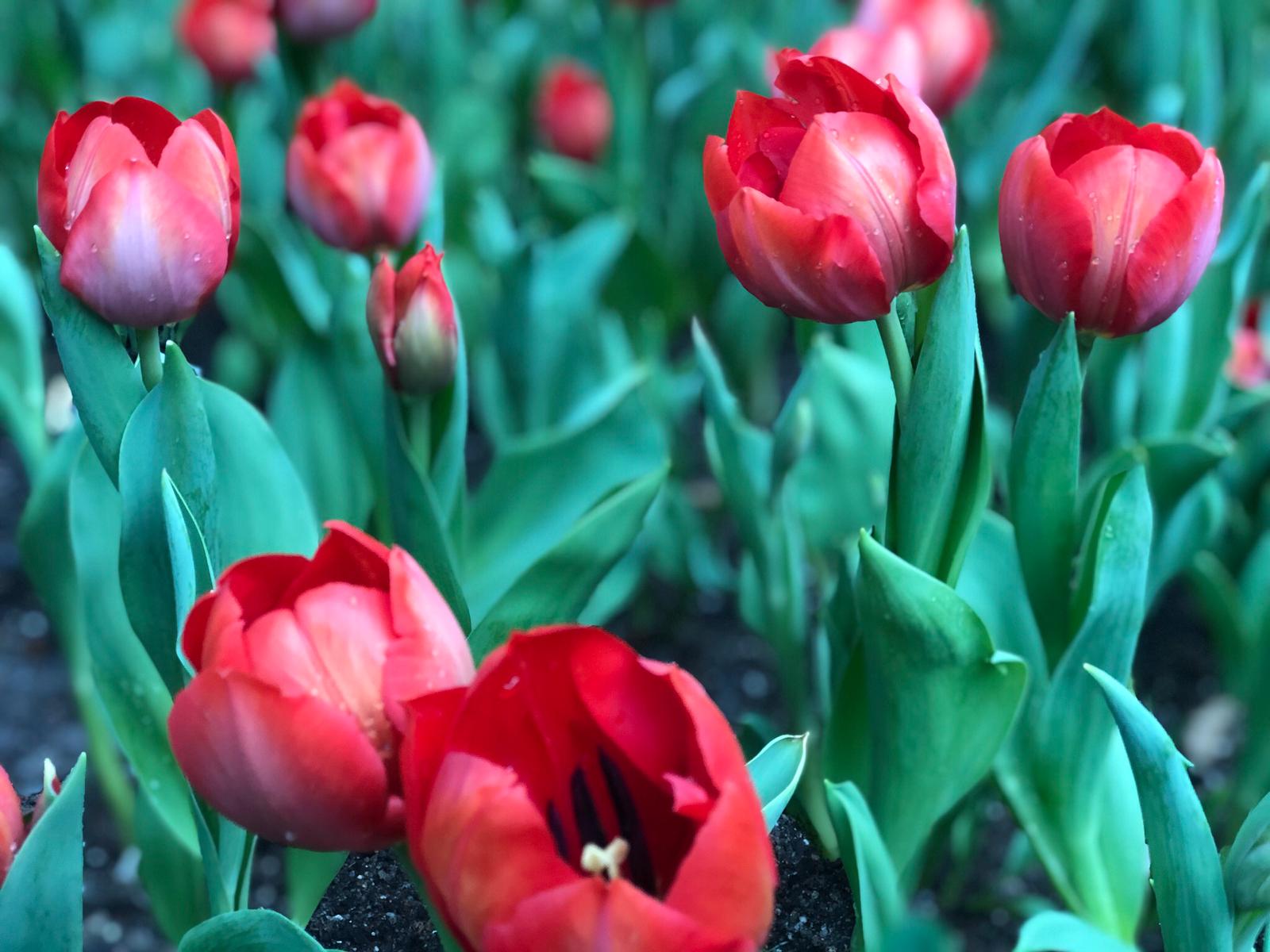 Sekuntum Bunga  Tulip  Harga yang sangat fantastis untuk 