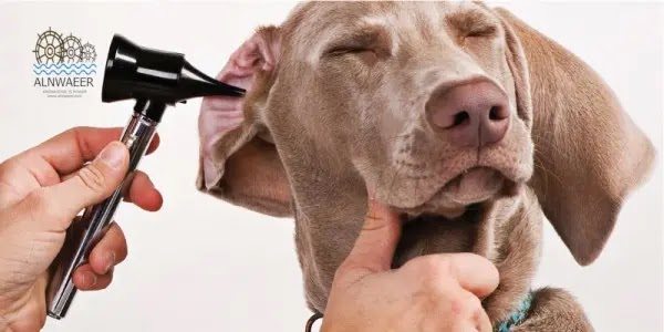 آلام الأذن عند الكلاب - أسبابها وكيفية تخفيفها