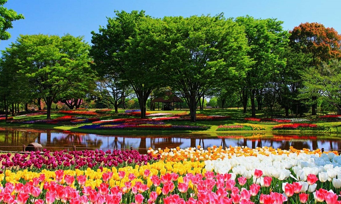 Showa Memorial Park, Japan Top-Rated Tourist Attractions & Top Sights