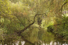 Autumn woodland and Norfolk countryside