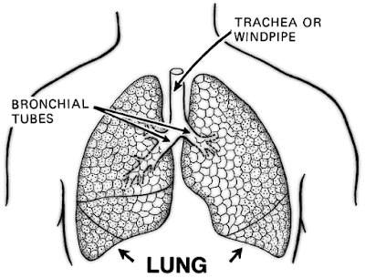 Survival older patients with Lung Cancer