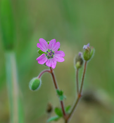 Dove's-foot Crane's-bill Geranium molle