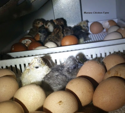 Just hatched chicks in incubator
