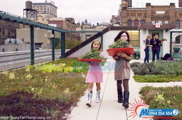 Cô Vicky Sando, trường Tiểu học Sando, thành phố New York ,bắt đầu dự án khu vườn thực vật từ tấm pin năng lượng mặt trời, tận dụng sân thượng từ năm 2003. Các học trò nhỏ thu gom cây từ trên sân thượng của trường học.