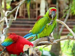 Bali Bird Park, Taman Burung Terbesar Di Indonesia