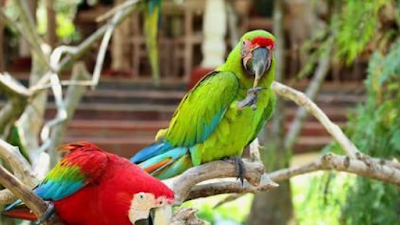 Bali Bird Park, Taman Burung Terbesar Di Indonesia